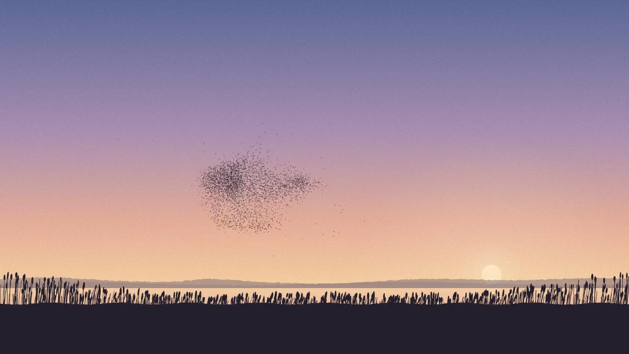 Still from Starling Murmuration