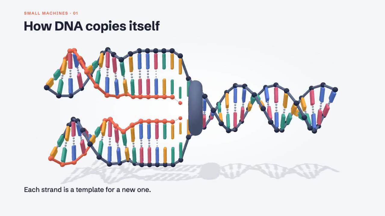 DNA Helix Explainer: 3d animation made with Claude